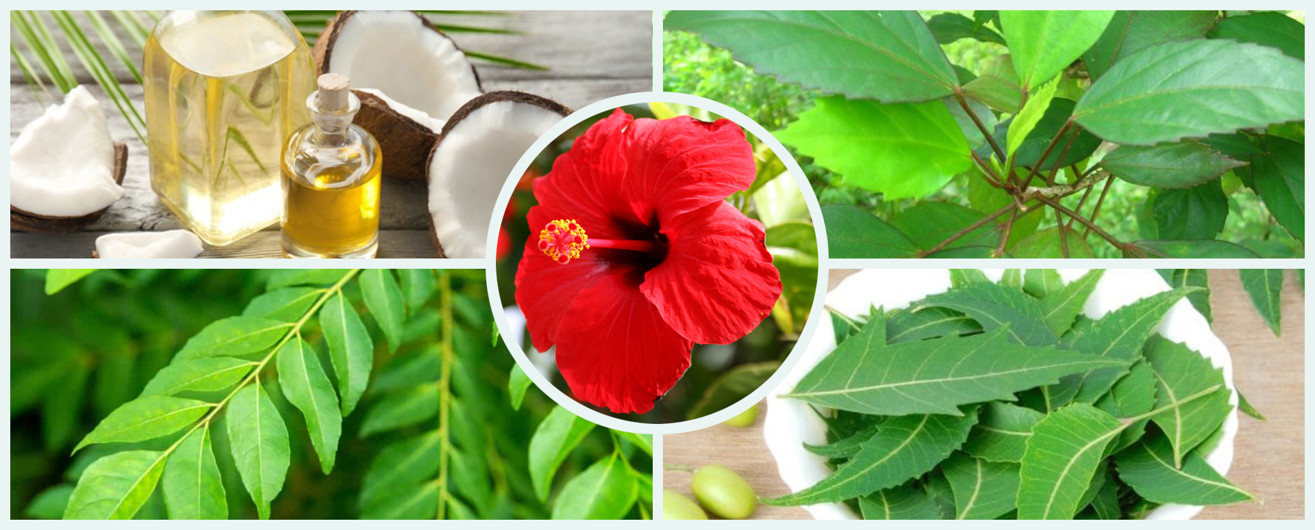 முடி கொட்டும் பிரச்சனைக்கு உதவும் செம்பருத்தி எண்ணெய்