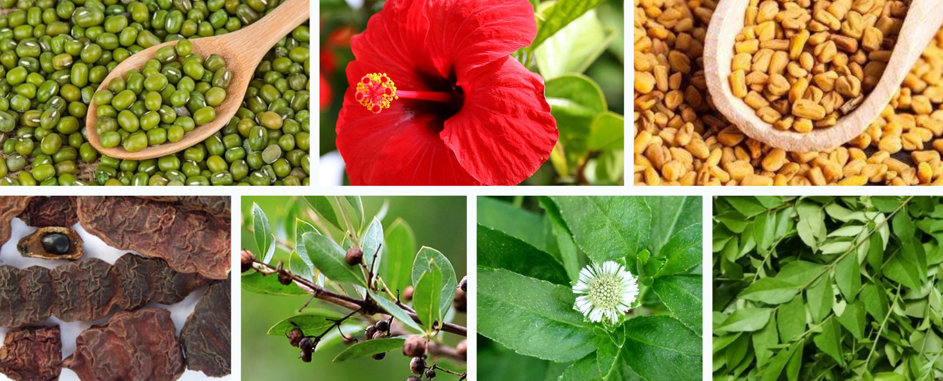 வீட்டிலேயே சிகைக்காய் தூள் தயாரிக்க ஒரு எளிதான வழி