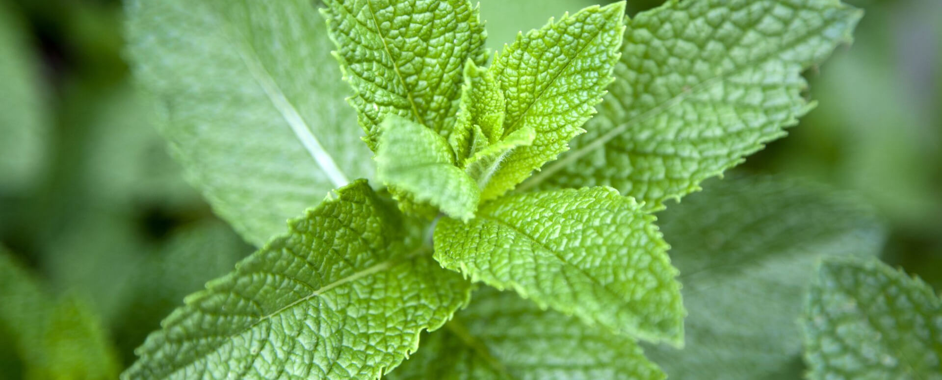 புதினாவின் முக்கியமான ஐந்து பலன்கள்