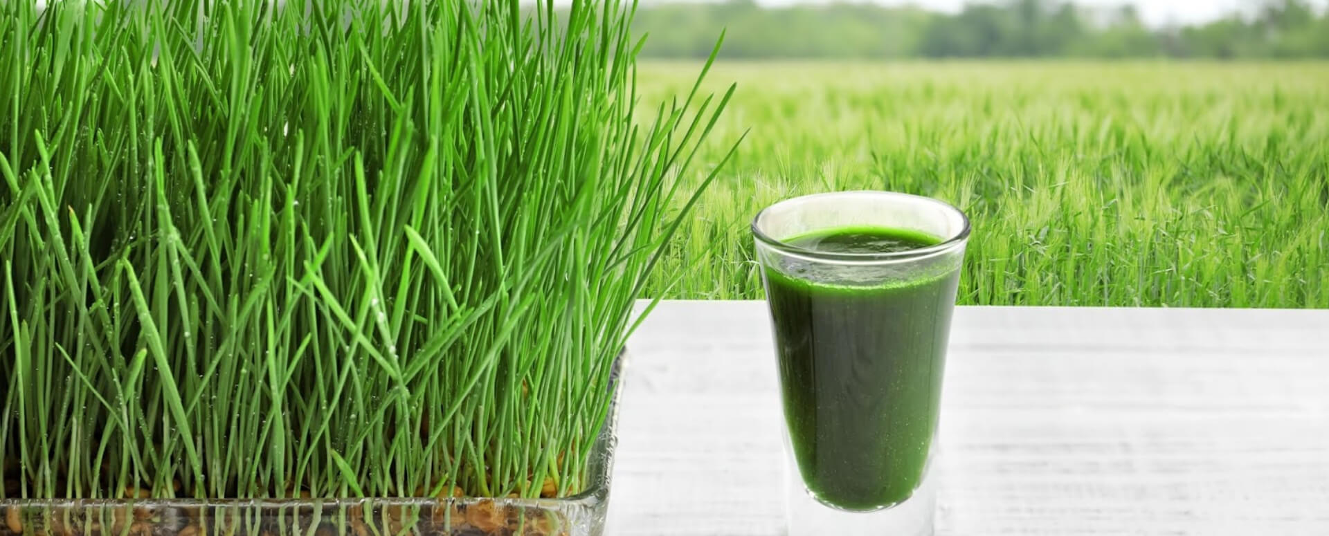 அருகம்புல் மருத்துவ பயன்கள் அருகம்புல் மருத்துவ பயன்கள்