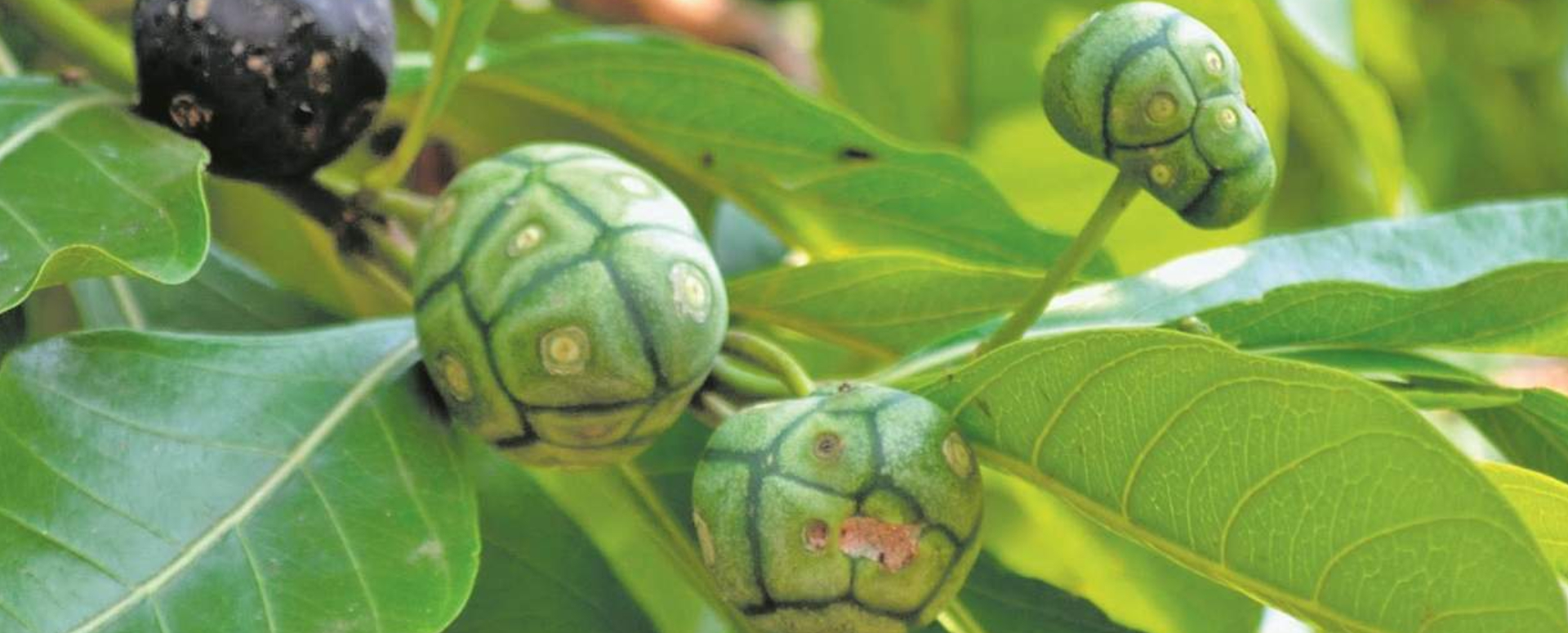 வெண்புள்ளி நோய் மற்றும் பல நோய்களை குணமாக்கும் நுணா இலையின் மருத்துவம்