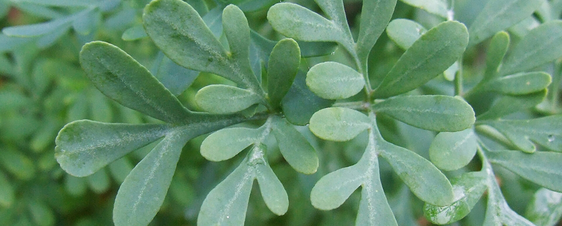 அருவதா மூலிகையின் பற்பல மருத்துவ பயன்கள் அருவதா மூலிகையின் பற்பல மருத்துவ பயன்கள்