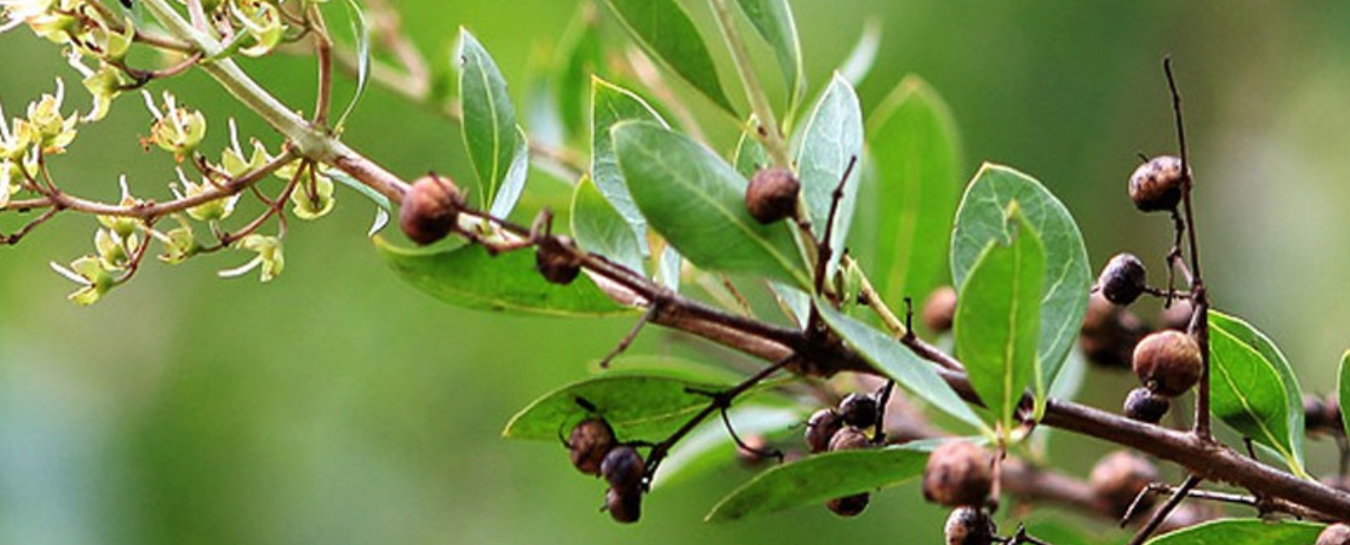 மருதாணியின் மருத்துவ பயன்கள் மருதாணியின் மருத்துவ பயன்கள்