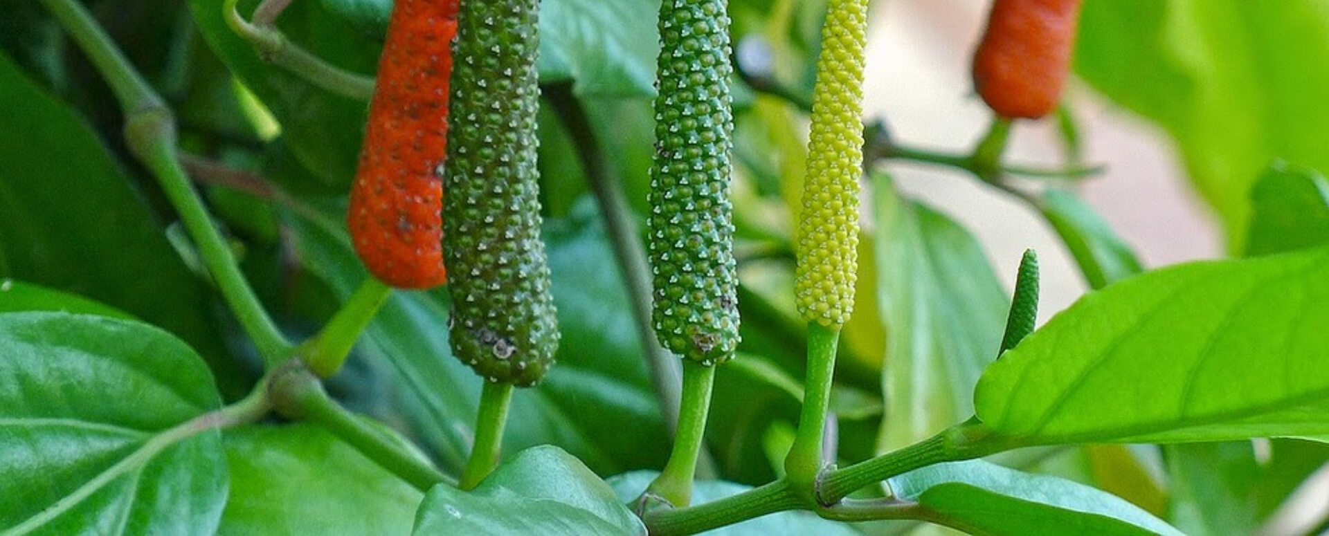 திப்பிலியின் மருத்துவப் பயன்கள்