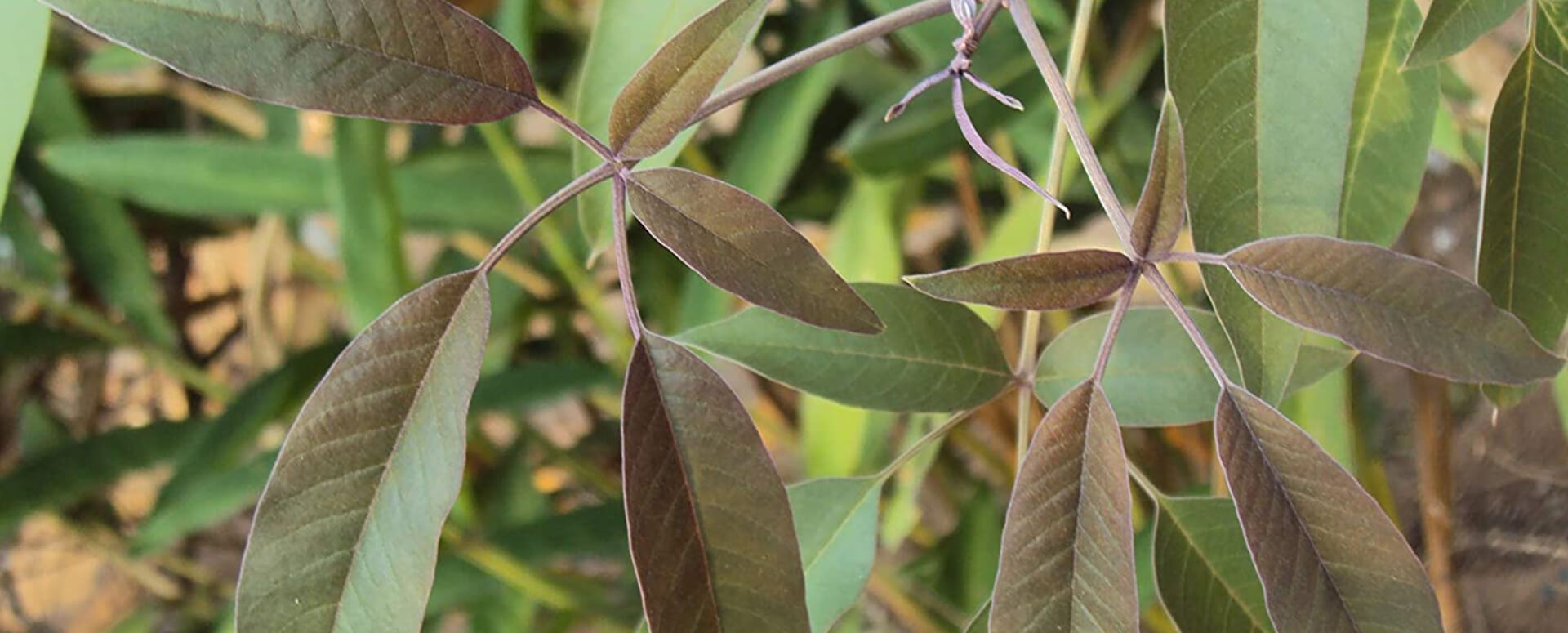 நொச்சி இலையின் மருத்துவ நன்மைகள்!