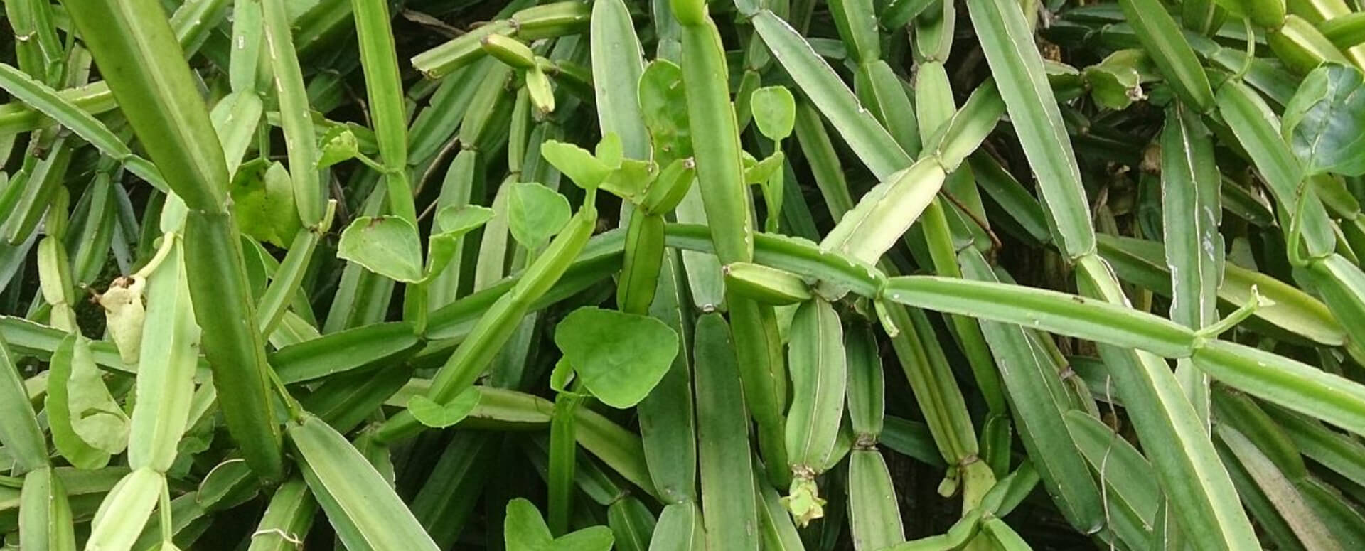 பிரண்டையின் மருத்துவ பயன்கள் பிரண்டையின் மருத்துவ பயன்கள்