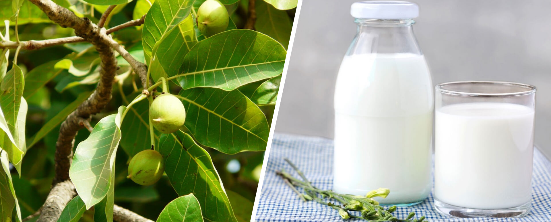 ஆண்களின் விறைப்பு தன்மை பிரச்சனைக்கு உதவும் மூலிகை மருத்துவம்