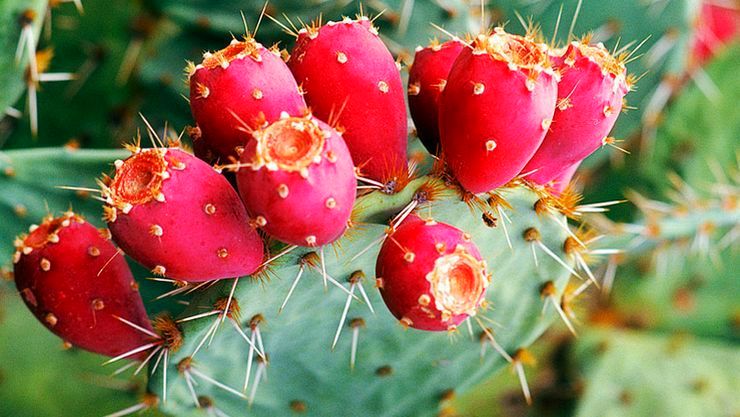 பெண்கள் ஏற்படும் பல் வேறு தொல்லைகள் நீங்கும்