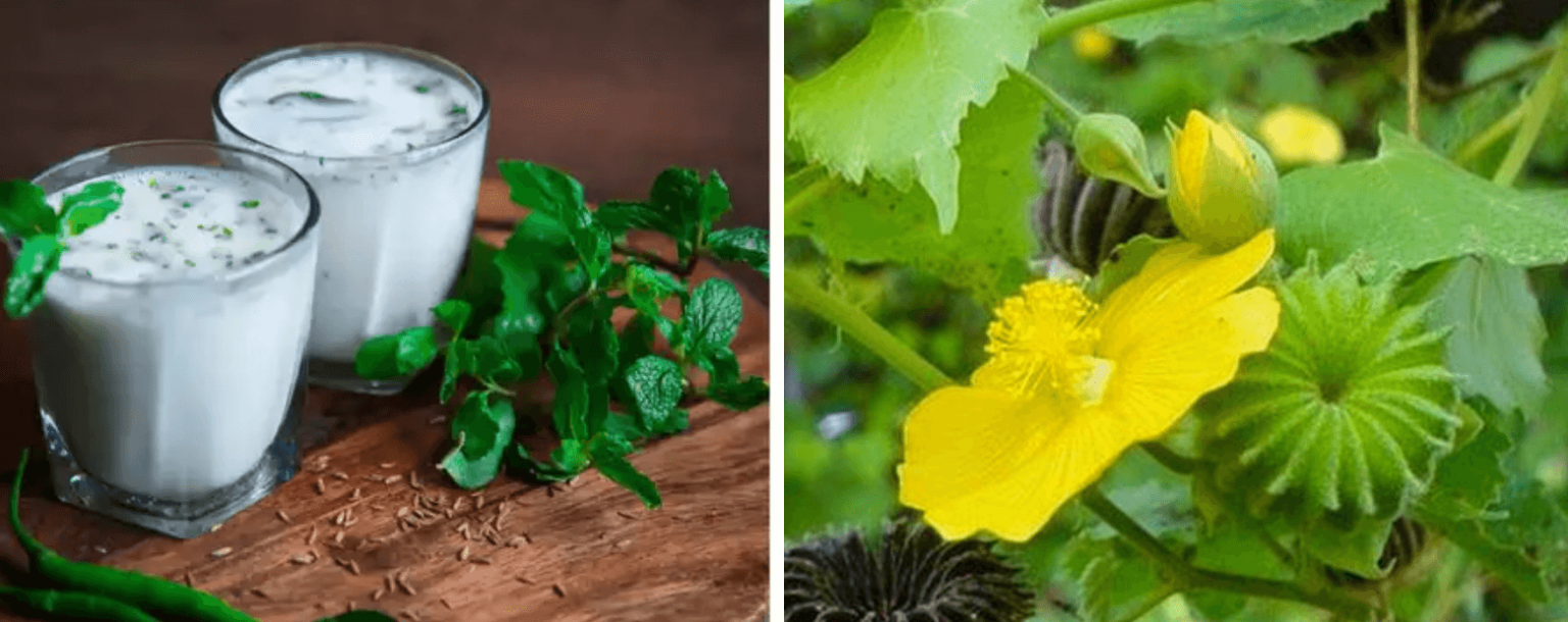 மூல நோயை சரி செய்யும் துத்தி இலை