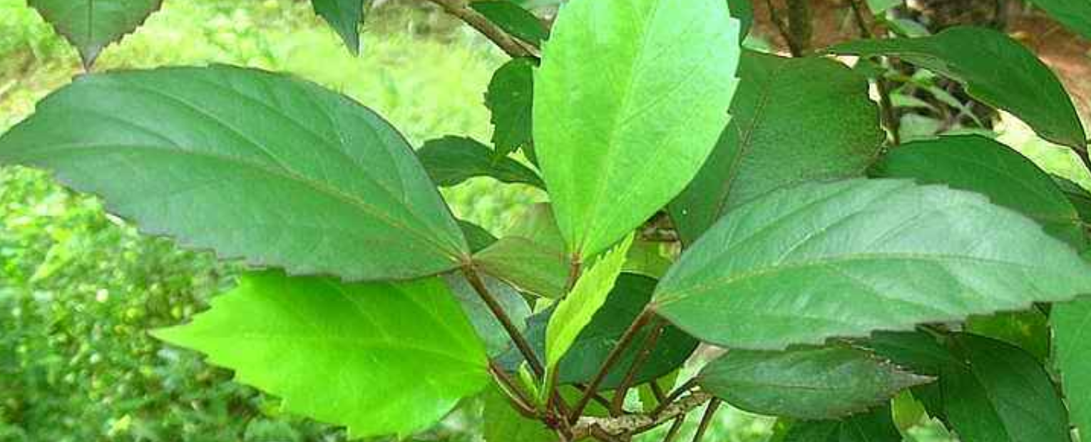 மலச்சிக்கல் சரியாக