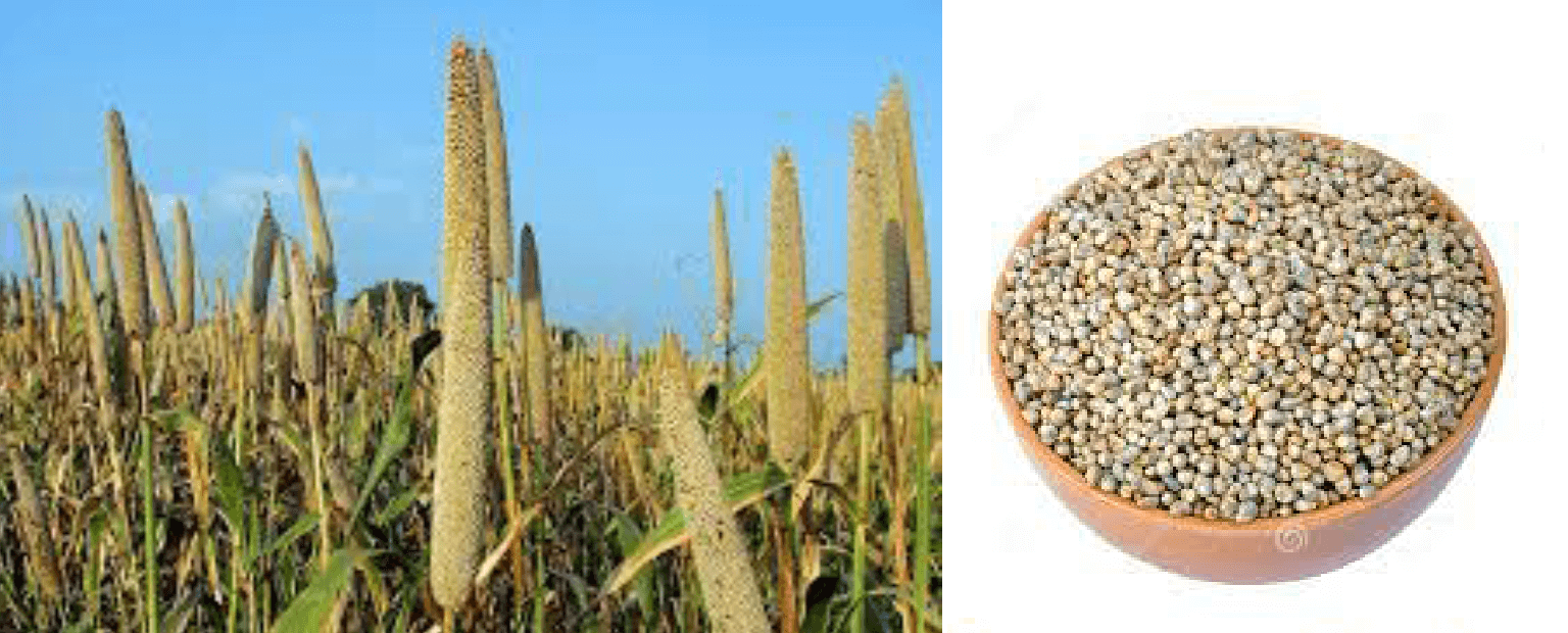 செரிமானம் சரியாக உதவும் கம்பு